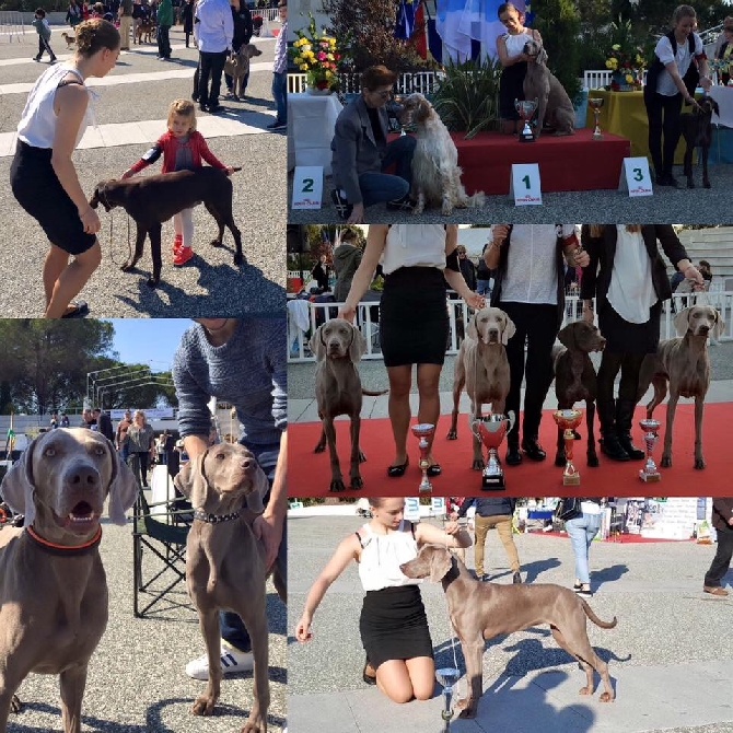 De La maison Des Oliviers - Exposition canine nationale Vallauris Golf Juan