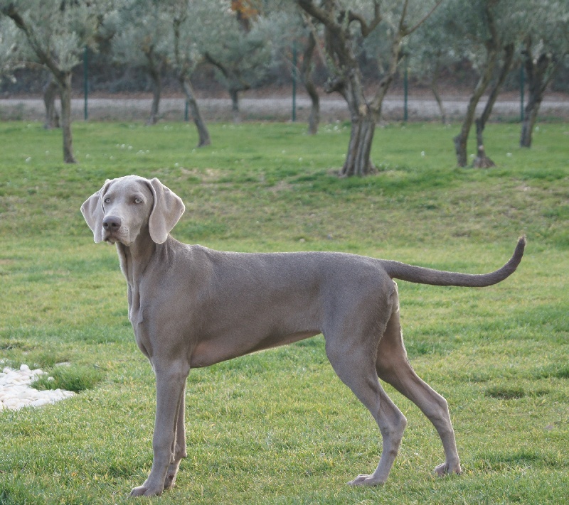 Perla grigia di Greysbeth