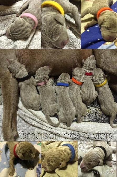 De La maison Des Oliviers - Les bébés de Perla & de Phoenix sont arrivés