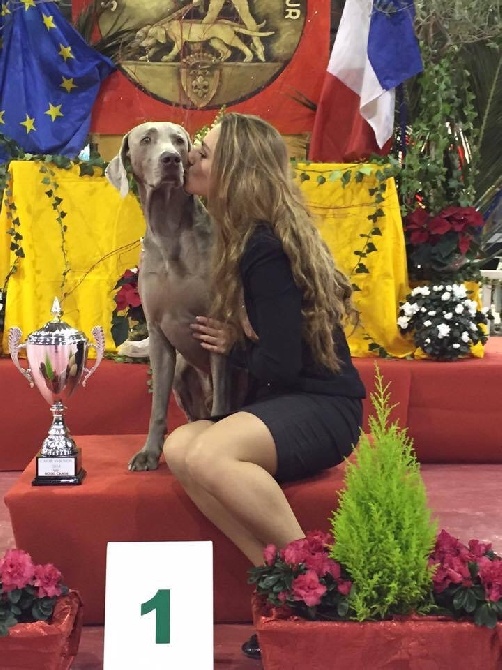 De La maison Des Oliviers - International dog show Avignon 2014